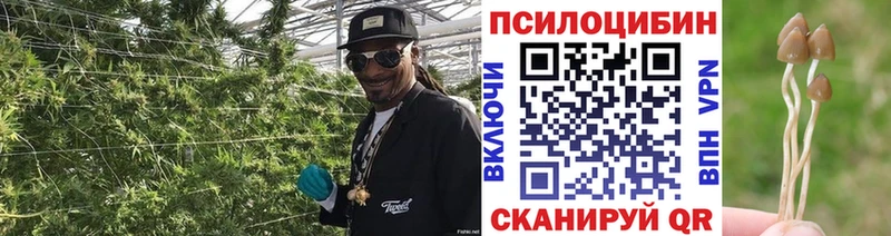 Галлюциногенные грибы Psilocybe  Кадников 